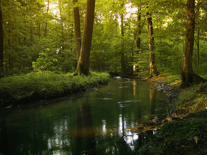 Ein Fluss im Schwarzwald